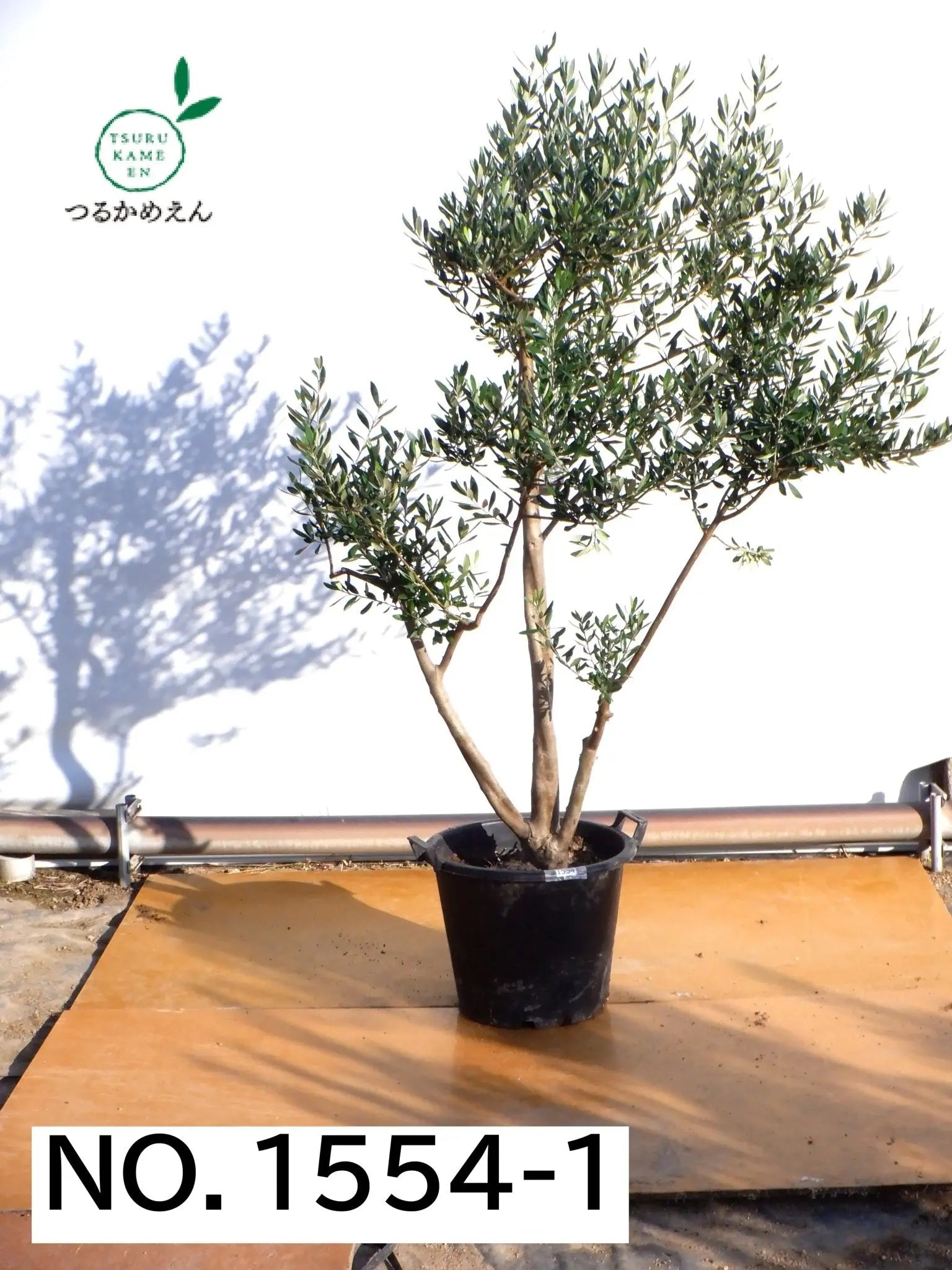 人気・初心者向き・シンボル向き】シプレシーノ（オリーブの木）〈大型