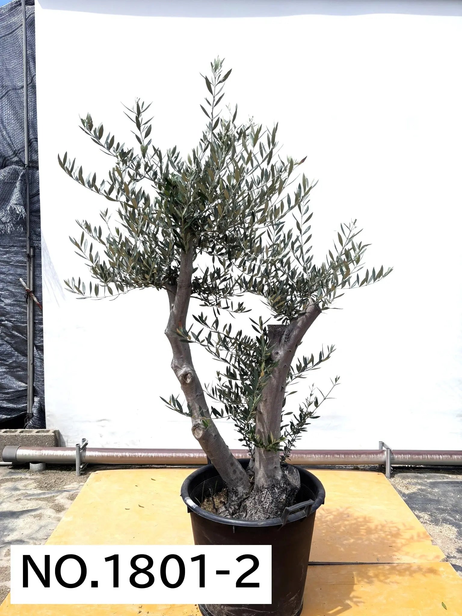 人気・直立型】ミッション（オリーブの木）〈古木〉｜180cm｜XLサイズ