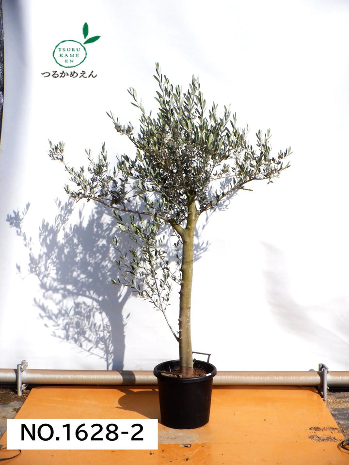 xl-190cm-no1628-203757_720x.