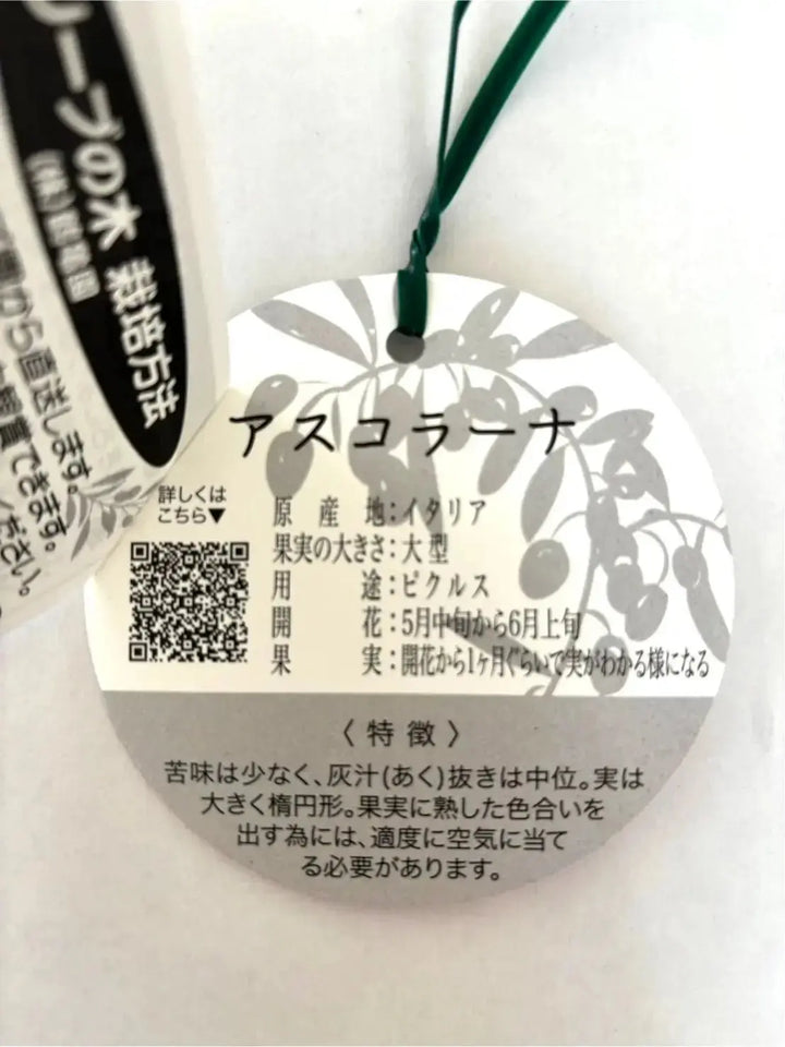 オリーブの木　アスコラーナ　10号　約175cm　NO.680　現品掲載 寒さに強い・開帳型】アスコラーナ（オリーブの木）〈大型商品
