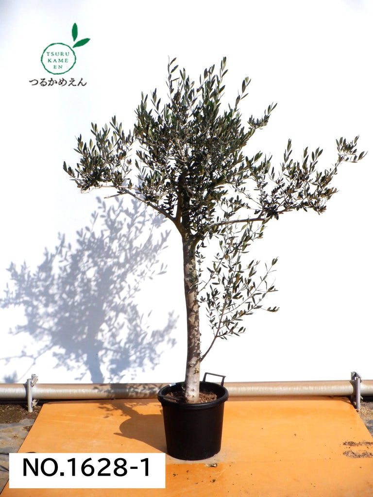 オリーブの木　アスコラーナ　7号　約110cm　NO.699　現品掲載 オリーブの木 アスコラーナ 7号 約110cm NO.699 現品掲載 オリーブの木