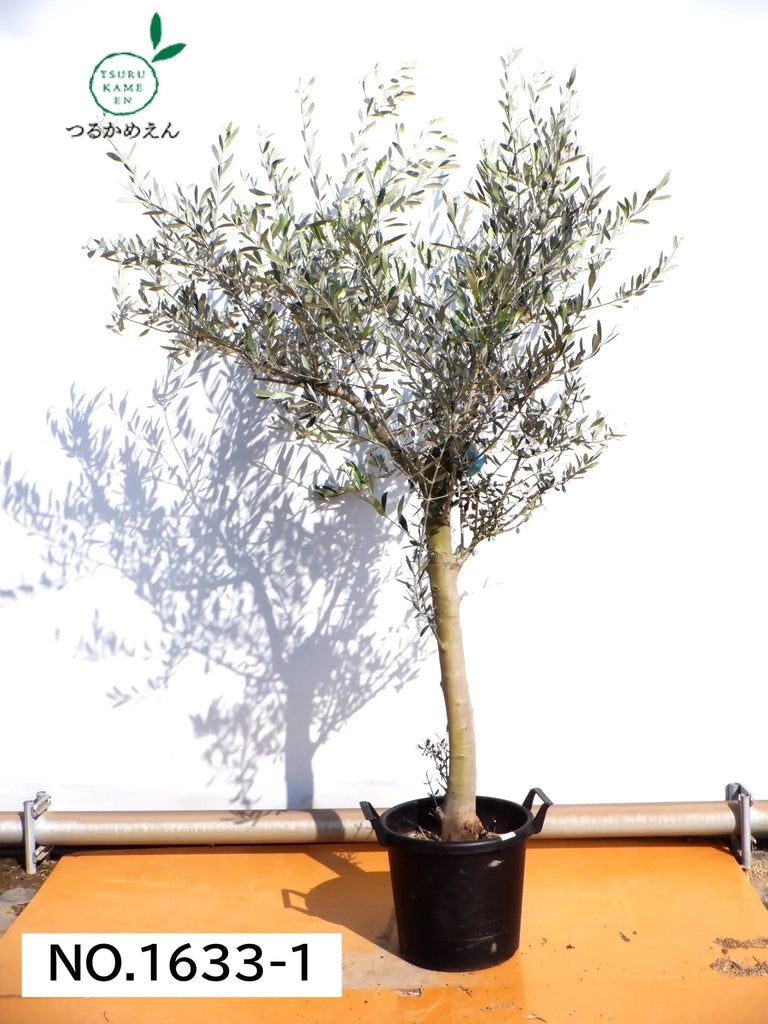 オリーブの木　コレッジョラ　8号　約130cm　NO.570　一点物 オリーブの木 コレッジョラ 8号 約130cm NO.570 一点物